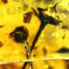 Flowers in Cretaceous Amber, The Natural Canvas