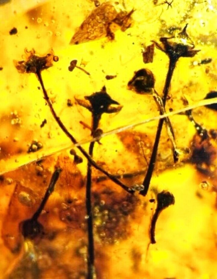 Flowers in Cretaceous Amber, The Natural Canvas