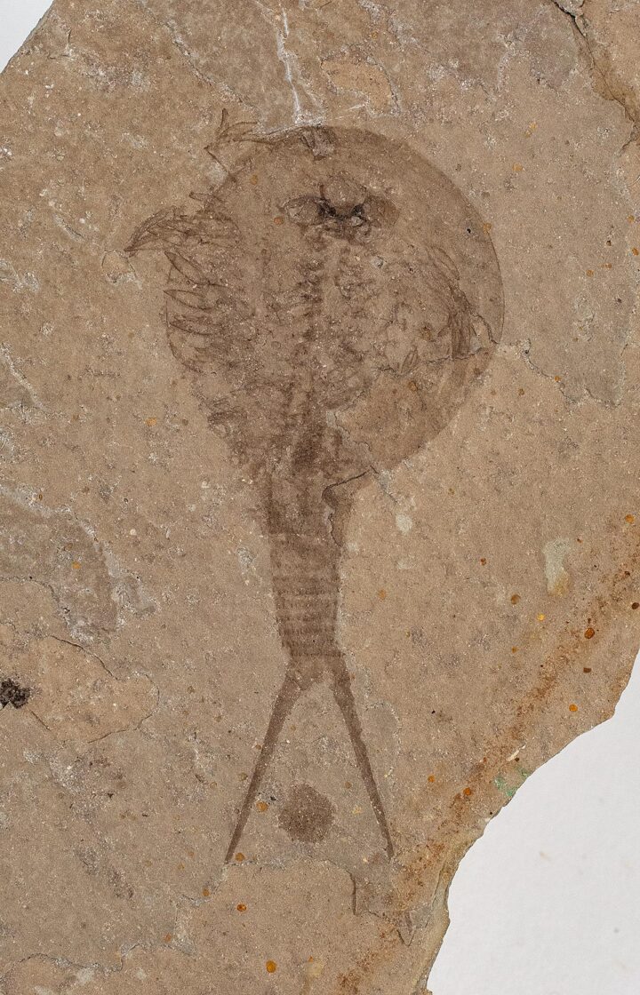 Tadpole Shrimp from the Cretaceous &#8211; Weichangops, The Natural Canvas