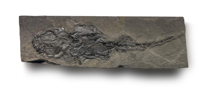 Devonian Placoderm Fish - Coccosteus cuspidatus