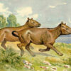 Early Horse Ancestor Skull - Plagiolophus - Image 6