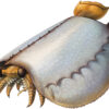 Cambrian Phyllocarid - Tuzoia - Image 3