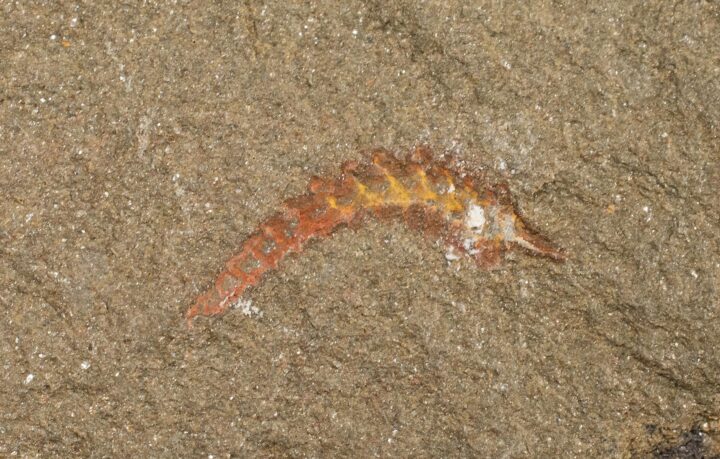 Undescribed Ordovician Arthropod, The Natural Canvas