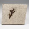Eocene Flower - Amaryllidaceae - Image 2