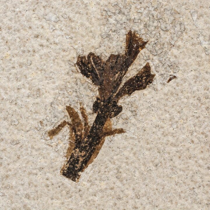 Eocene Flower - Amaryllidaceae