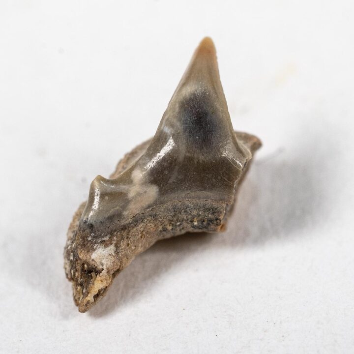 Megamouth shark tooth &#8212; Megachasma applegatei, The Natural Canvas