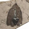 Cretaceous Cockroach, The Natural Canvas