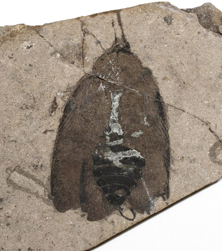 Cretaceous Cockroach, The Natural Canvas