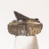 Bramble Shark from Maryland - Echinorhinus - Image 2