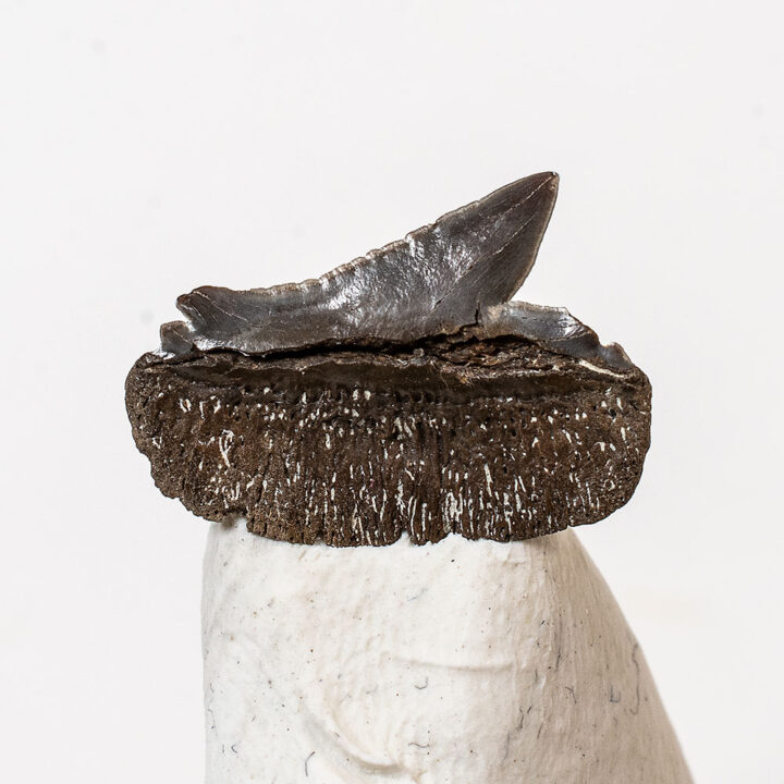 Bramble Shark from Maryland - Echinorhinus