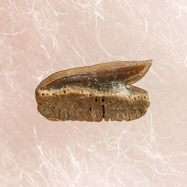 Eocene Bramble Shark - Echinorhinus caspius