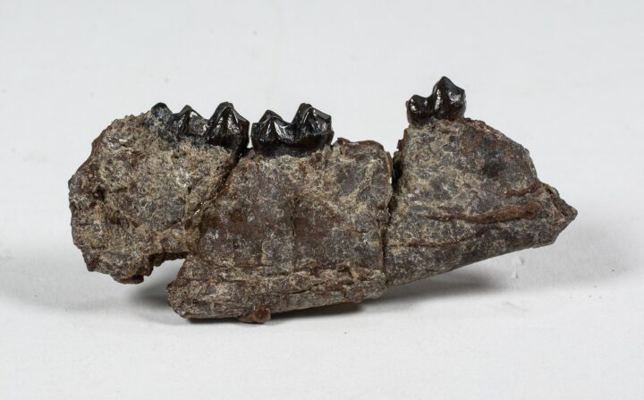 The Earliest Horse - Hyracotherium