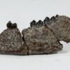 The Earliest Horse - Hyracotherium - Image 2