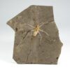 Enormous Cretaceous Insect - Jurachresmoda - Image 2