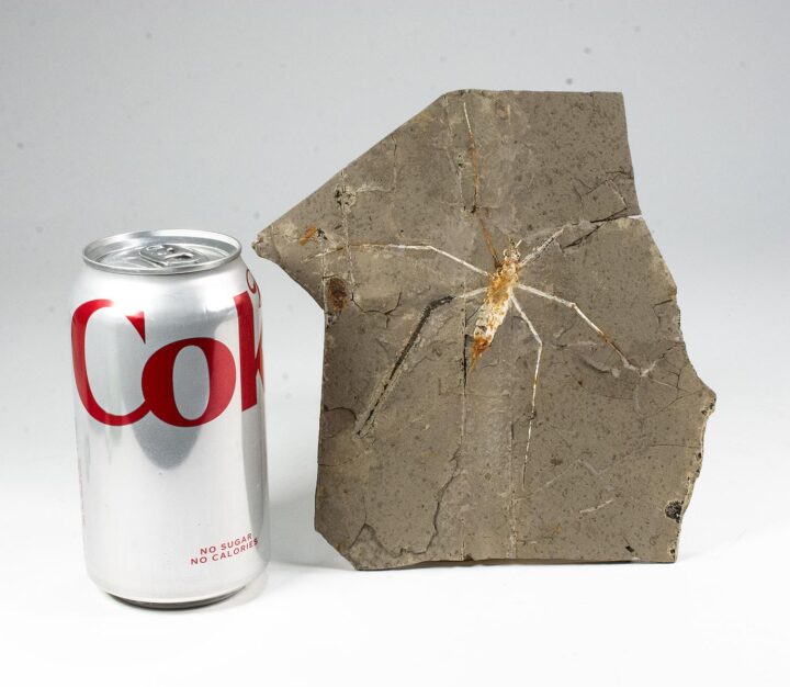 Enormous Cretaceous Insect - Jurachresmoda