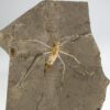 Enormous Cretaceous Insect &#8211; Jurachresmoda, The Natural Canvas
