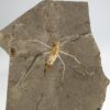 Enormous Cretaceous Insect - Jurachresmoda - Image 3