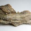 Hadrosaur jaw &#8211; Saurolophus, The Natural Canvas