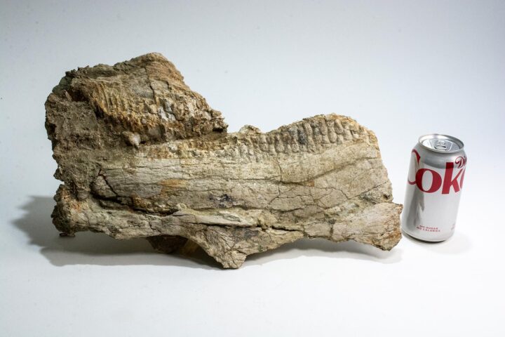 Hadrosaur jaw &#8211; Saurolophus, The Natural Canvas