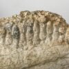 Hadrosaur jaw &#8211; Saurolophus, The Natural Canvas