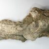 Hadrosaur jaw &#8211; Saurolophus, The Natural Canvas