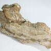 Hadrosaur jaw &#8211; Saurolophus, The Natural Canvas