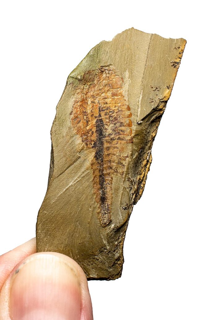 Rare Cambrian arthropod &#8211; Fuxianhuia, The Natural Canvas