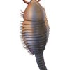 Rare Cambrian arthropod &#8211; Fuxianhuia, The Natural Canvas