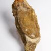 Armored fish from China - Dongfangaspis - Image 2