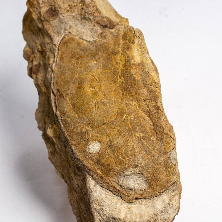 Armored fish from China - Dongfangaspis