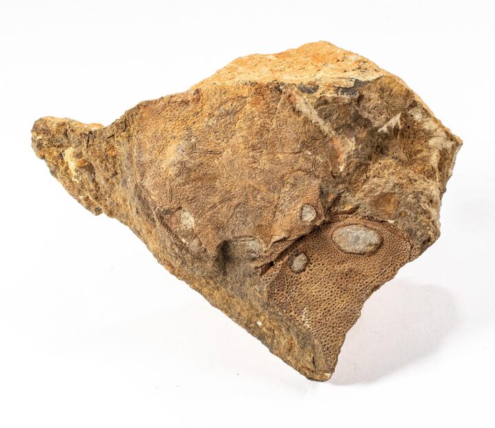 Devonian fish from China - Dongfangaspis