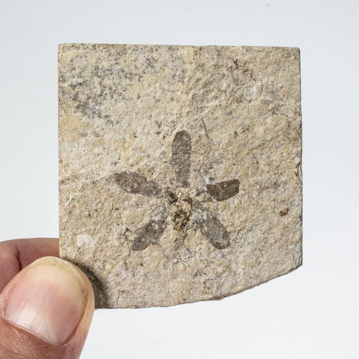 Flower - Astronium truncatum