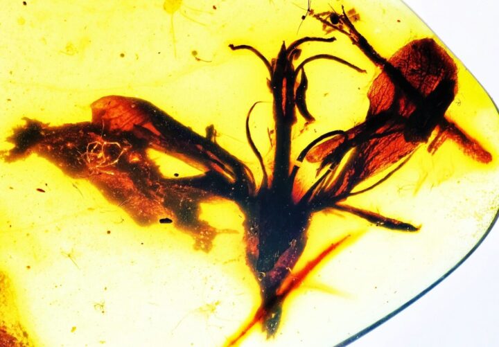 Cretaceous Flower in Amber, The Natural Canvas