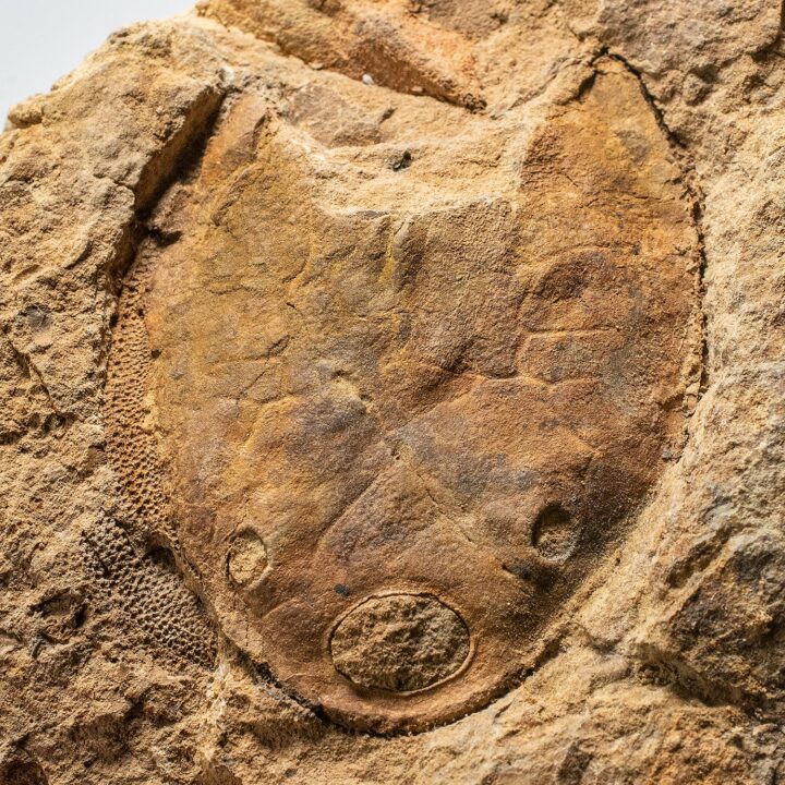 Jawless fish from China - Polybranchiaspis