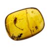 Cretaceous Scorpion - Palaeotrilineatus - Image 6