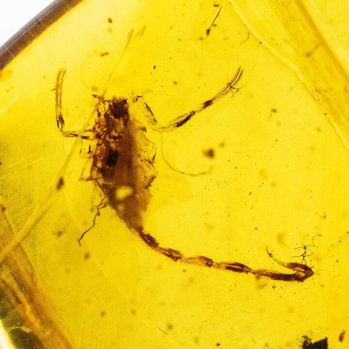 Cretaceous Scorpion - Palaeotrilineatus