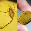 Cretaceous Scorpion - Palaeotrilineatus - Image 2