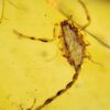 Cretaceous Scorpion - Palaeotrilineatus - Image 4