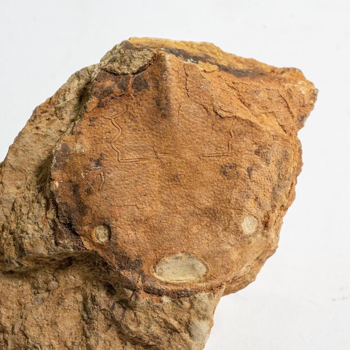 Armored fish from China - Polybranchiaspis