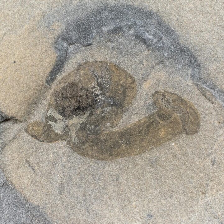 Burgess Shale Problematica - Priscansermarinus