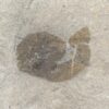 Burgess Shale Problematica - Priscansermarinus - Image 3