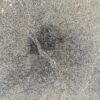 Burgess Shale Problematica - Priscansermarinus - Image 4