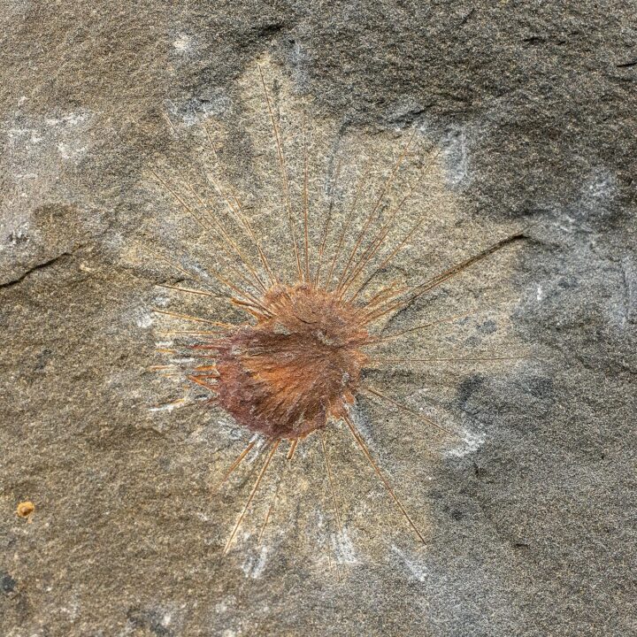 Burgess Shale Sponge &#8211; Choia carteri, The Natural Canvas