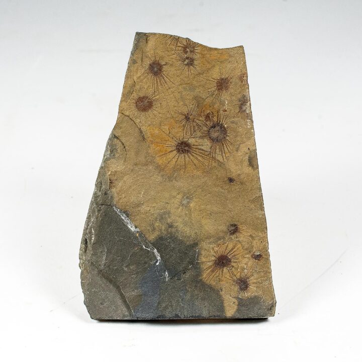 Burgess Shale Sponges &#8211; Choia carteri, The Natural Canvas