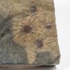 Burgess Shale Sponges &#8211; Choia carteri, The Natural Canvas