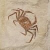 Huge crab plate from California - Image 3