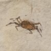 Huge crab plate from California - Image 4