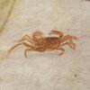 Huge crab plate from California - Image 5