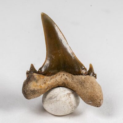 Eocene shark tooth - Jaekelotodus