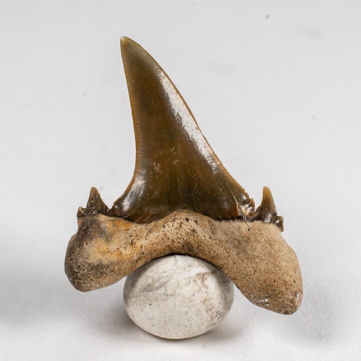 Eocene shark tooth &#8211; Jaekelotodus, The Natural Canvas